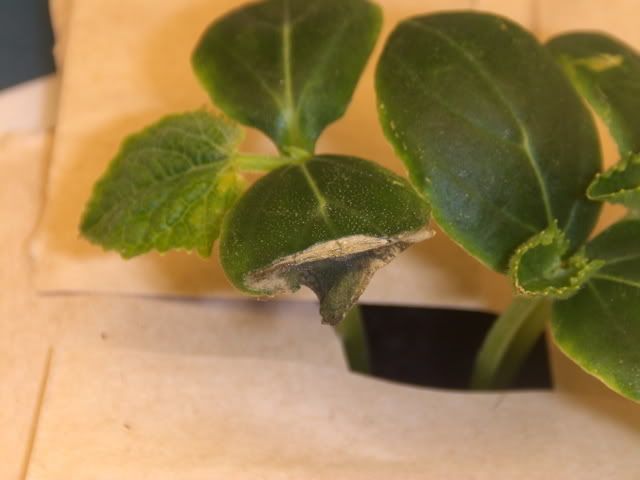cuke3004.jpg
