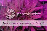 _MG_7983_zps2c9e8fb0.jpg