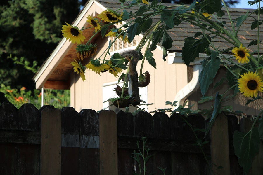 sunflowersquirrel.jpg