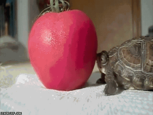 gifs_11.gif