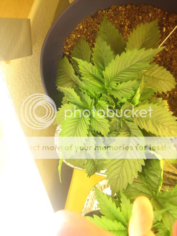 plants013.jpg