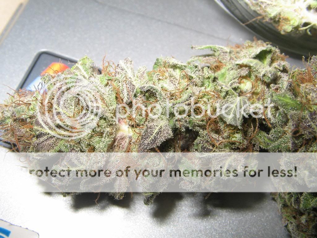 buds004.jpg