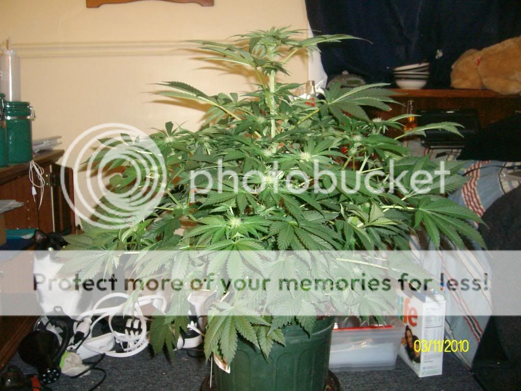 Day45Day17Flowering.jpg