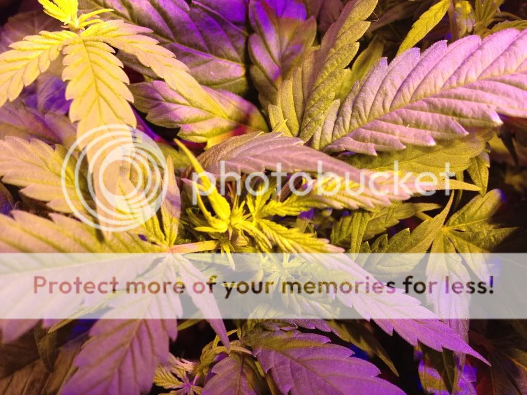 89338601.jpg