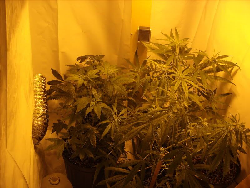 plants8006.jpg