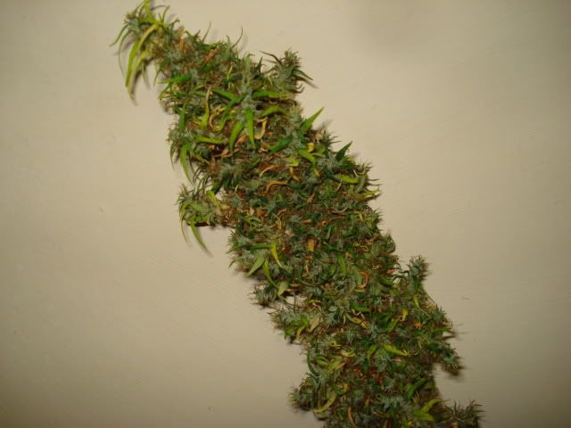 TSSLifeofPlant014.jpg