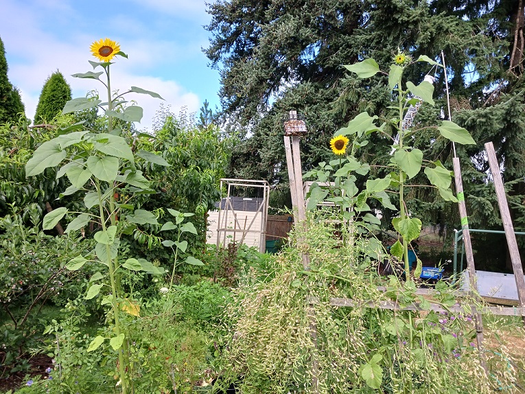 sunflower-C08022022.jpg