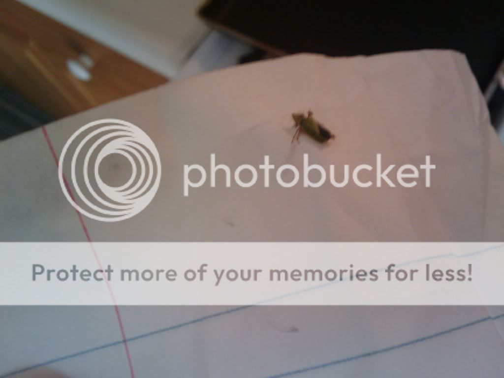 bug2.jpg