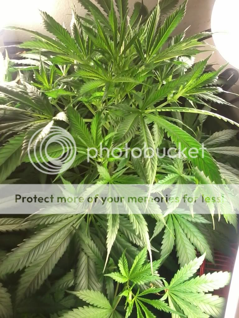 PeppaWeek5Flower.jpg