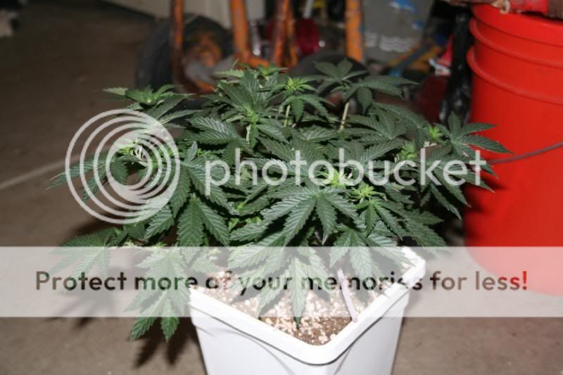 FloweringDay65004.jpg