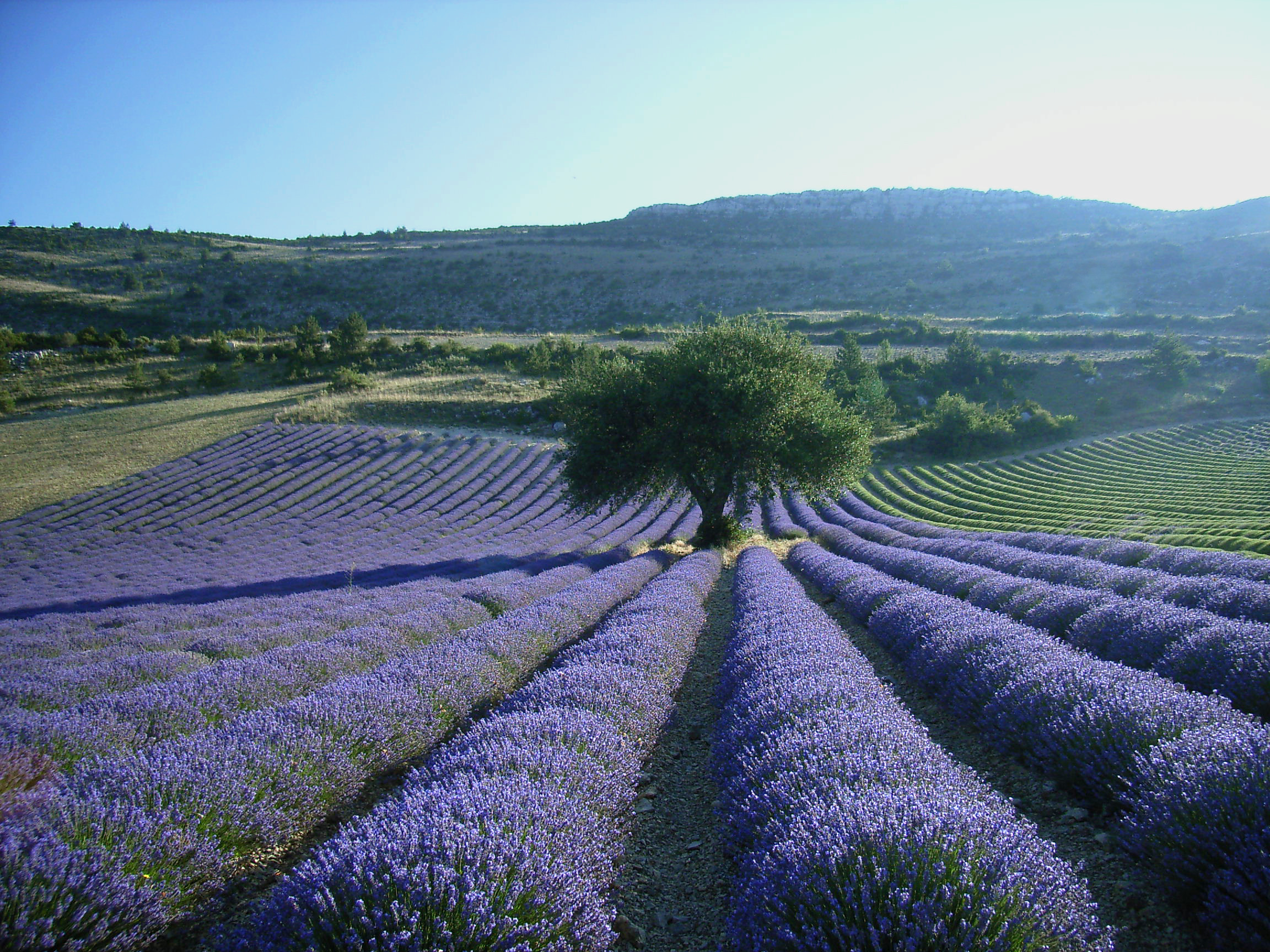 lavande-et-arbre.jpg