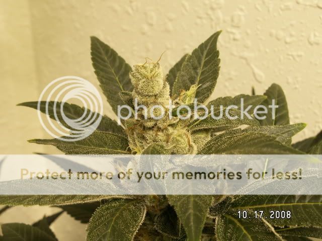 PICT0019.jpg