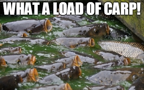 load-of-carp.jpg