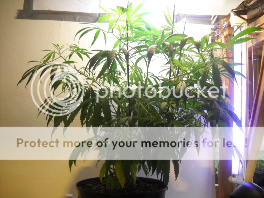 DSCN1023.jpg