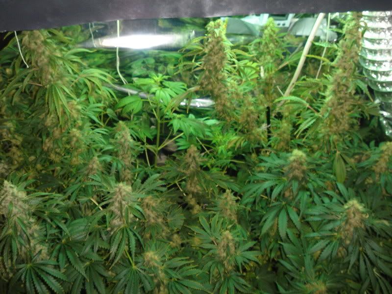beforeharvest022.jpg