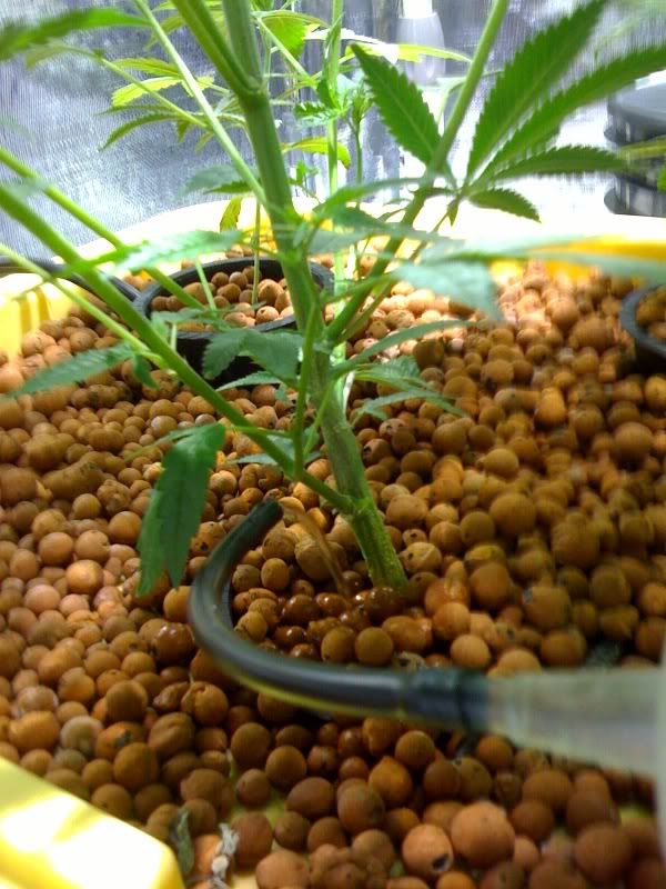 baseofplant.jpg