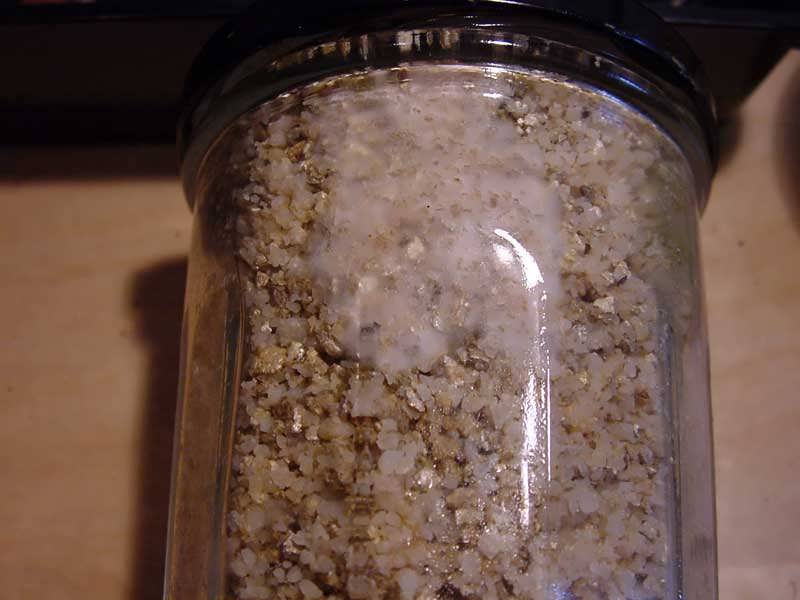 71643-Germination.jpg