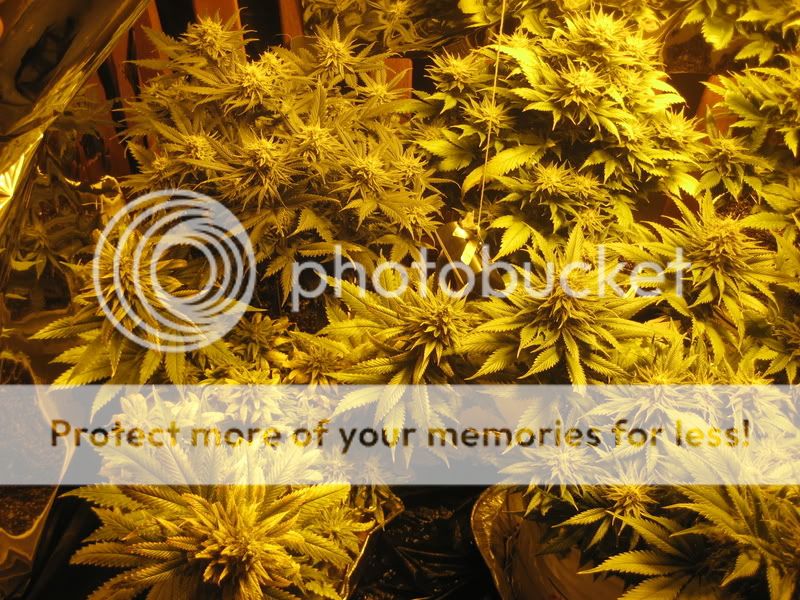 plants211.jpg