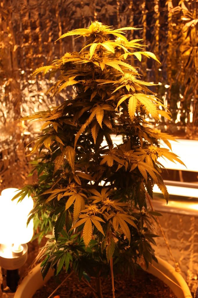 Plant5711.jpg