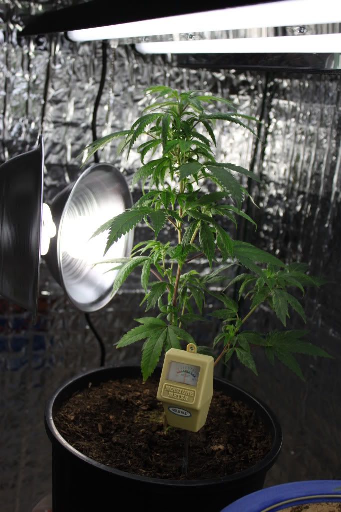 GrowRoom21311.jpg