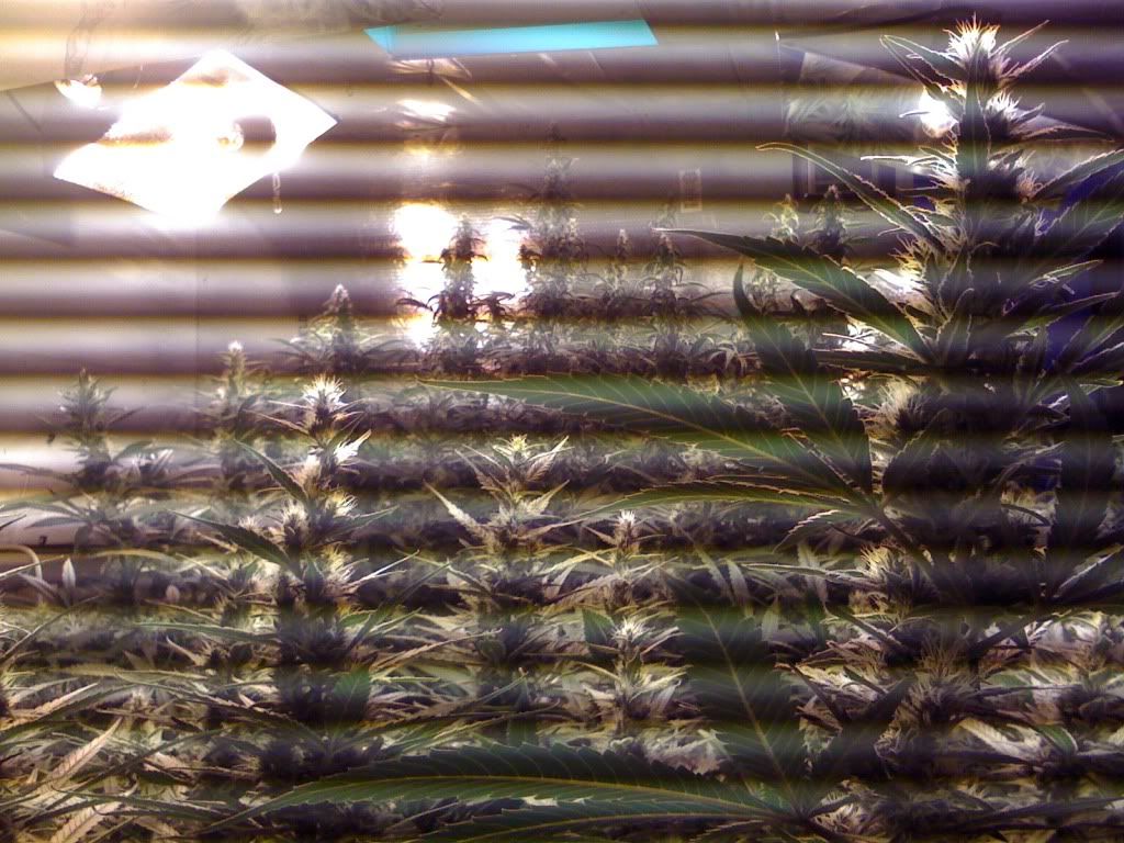 IMG_2137.jpg