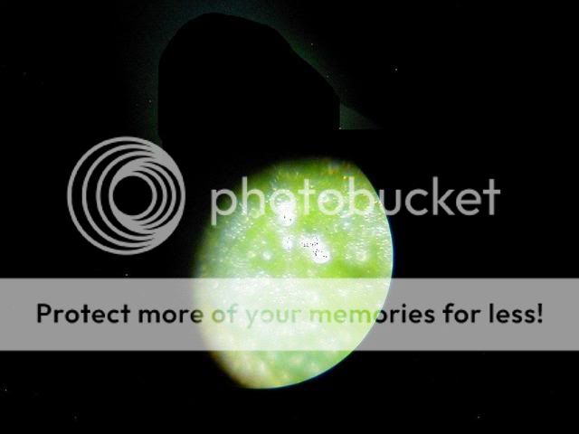 microshots0177.jpg