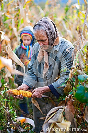 people-harvesting-corn-17265503.jpg
