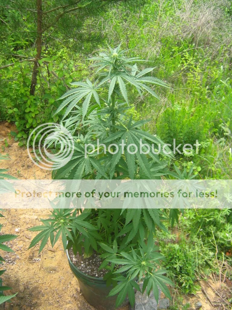 Querkle3.jpg