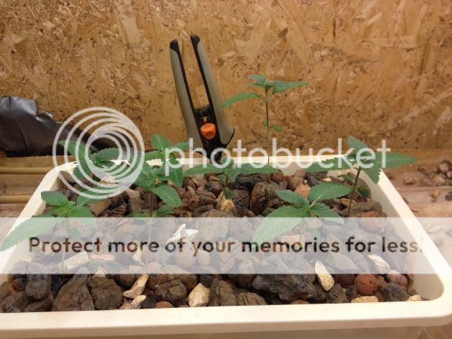 image_zps28be9719.jpg