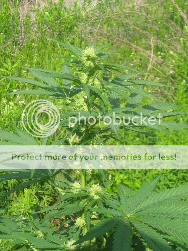 Querkle-1.jpg