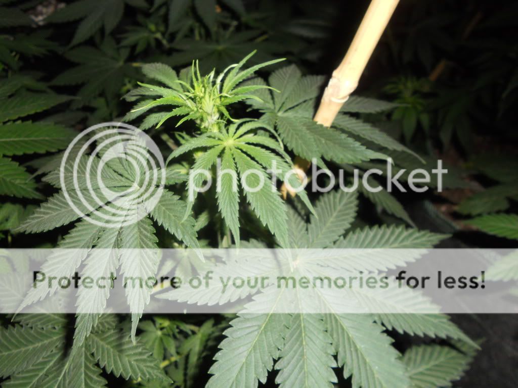 DSCN5436.jpg