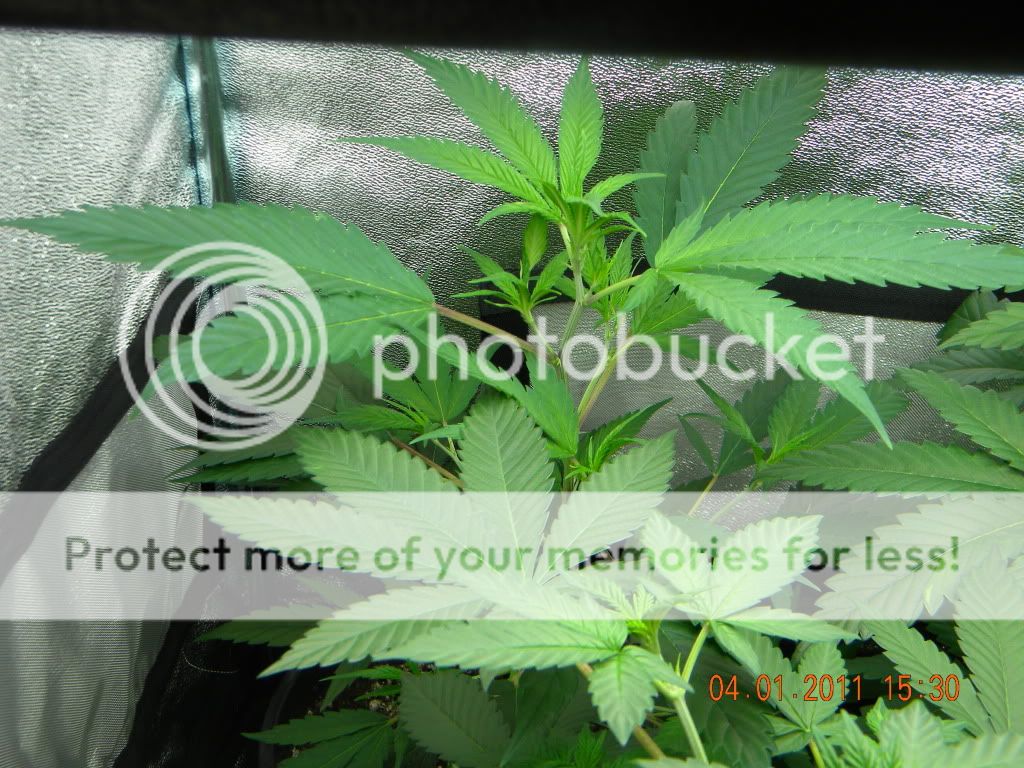 DSCN2171.jpg