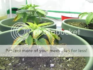 Picture001.jpg