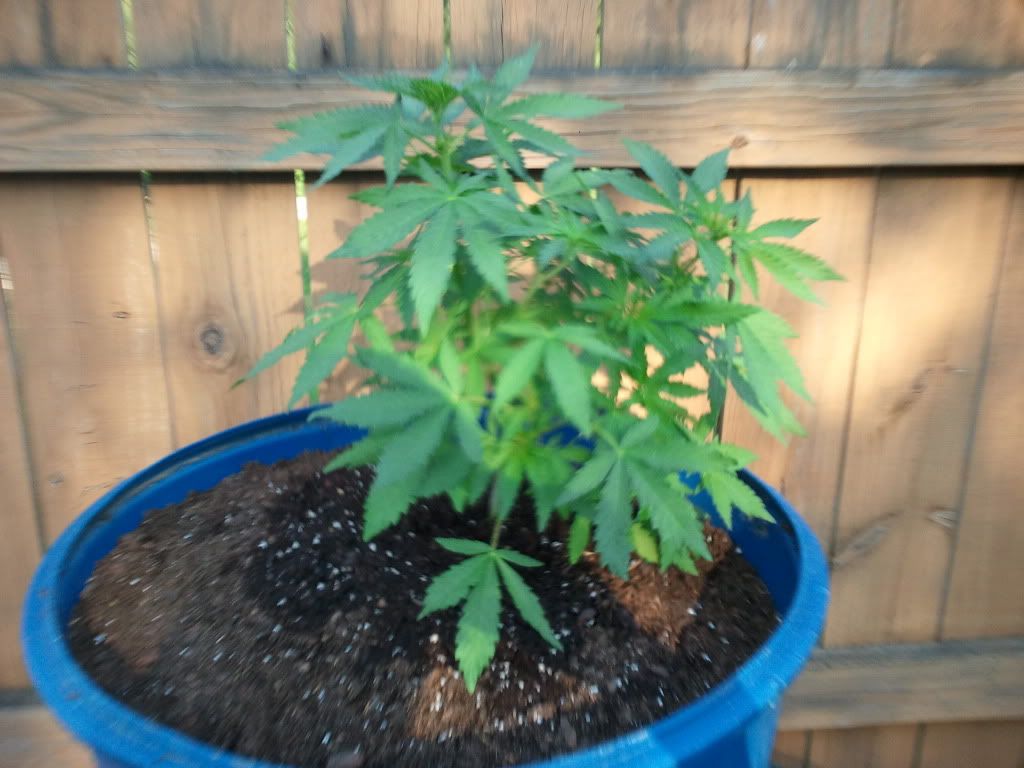 2012-05-18171916.jpg