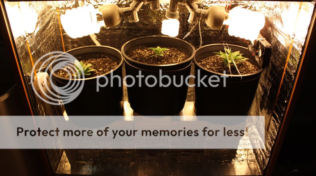 GrowBox51311.jpg