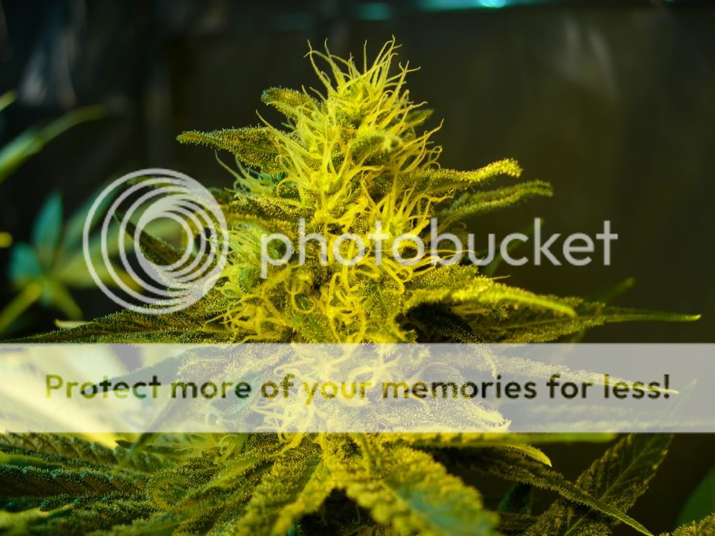 DSCN7116.jpg