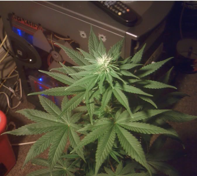 18jul07Plant11edit800.jpg