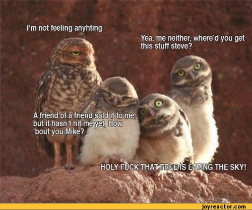 funny-pictures-stoner-humor-auto-481095.jpeg