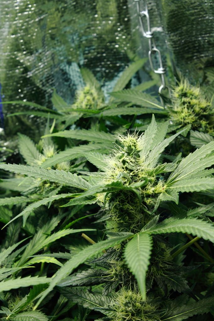 bud.jpg