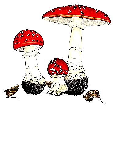 Amanita.jpg