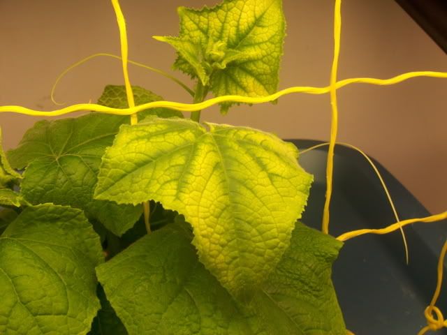 cuke11003.jpg