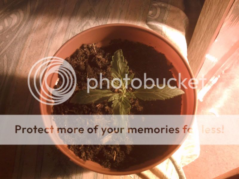 Plant3edit.jpg