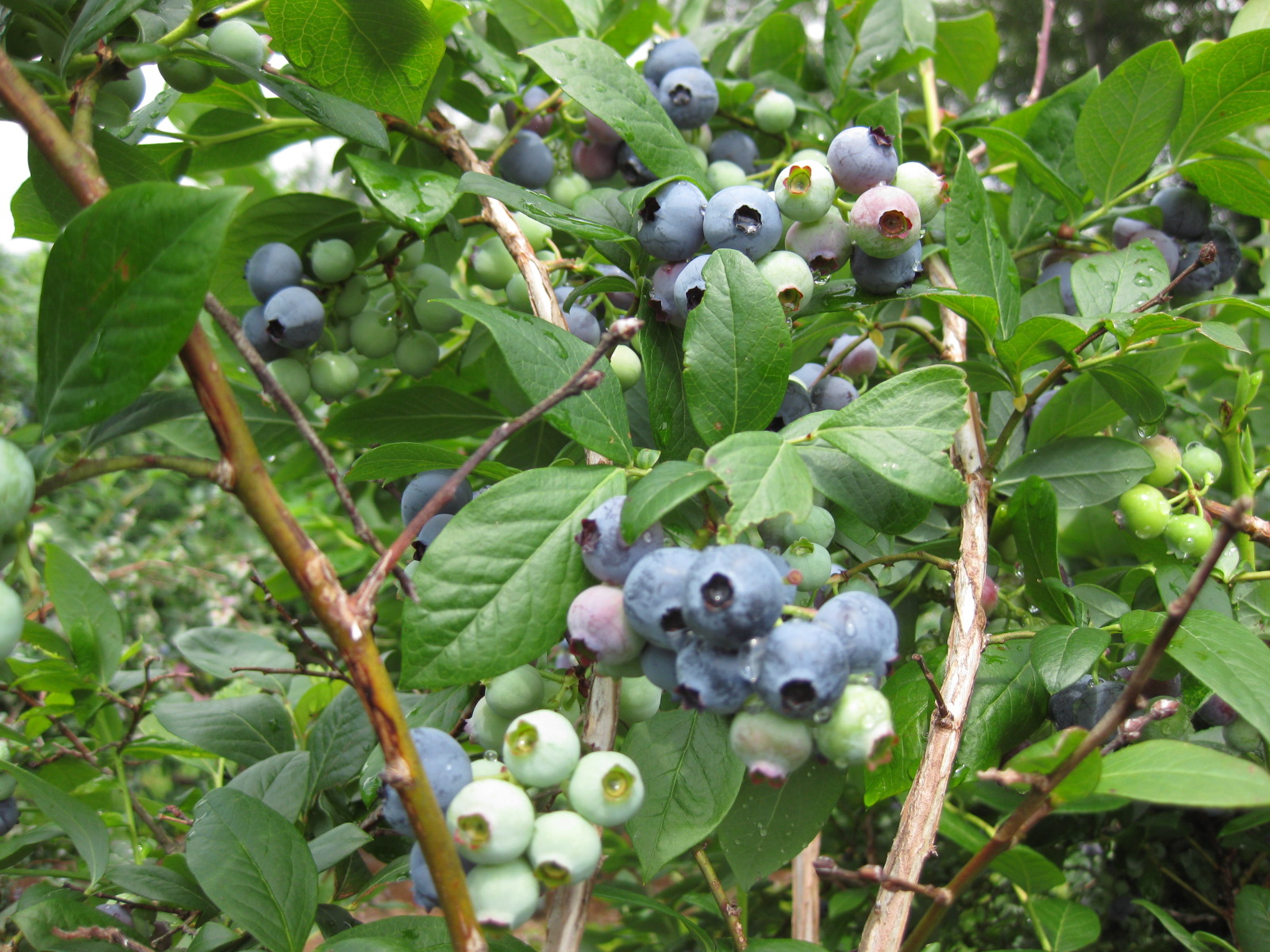 blueberries.jpg