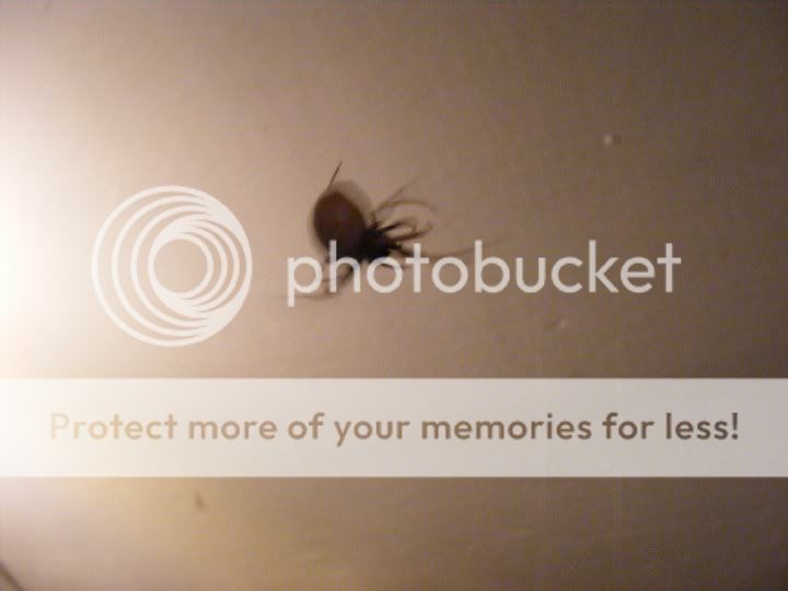 spider.jpg