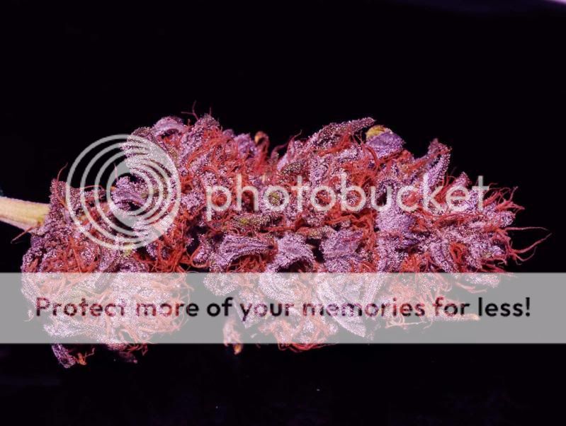 PurpleUrkle.jpg