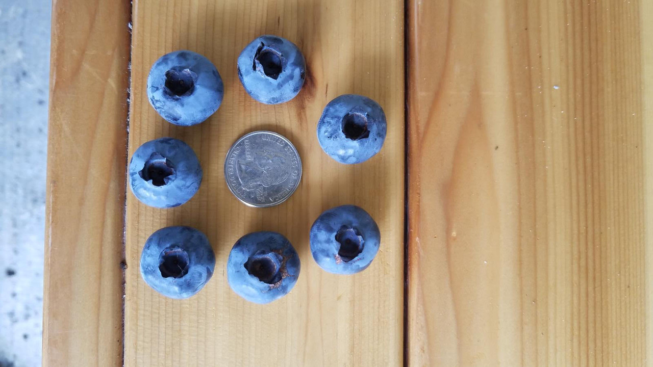 blueberry710.jpg
