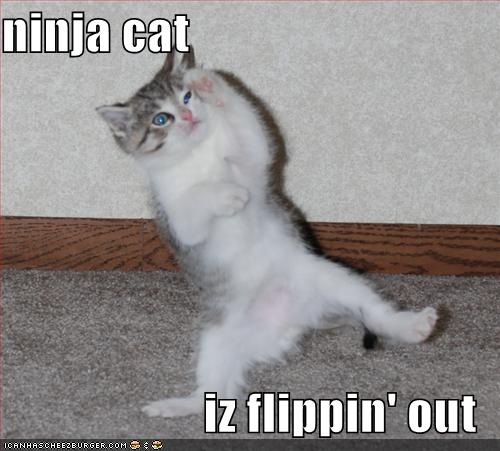 Ninjacat.jpg