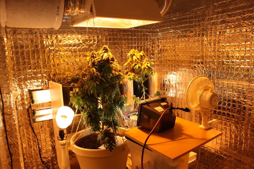 GrowRoom53011.jpg