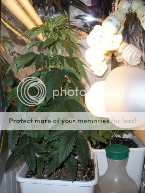 DSCN0685-1.jpg