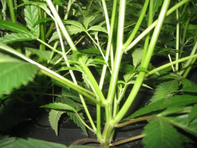 blackveg001.jpg